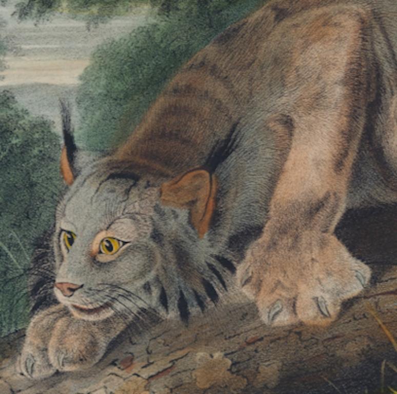 Lince del Canada: Una litografia originale del XIX secolo colorata a mano di John J. Audubon - Portrait Print Grigio di John James Audubon