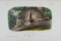 Lince del Canada: Una litografia originale del XIX secolo colorata a mano di John J. Audubon