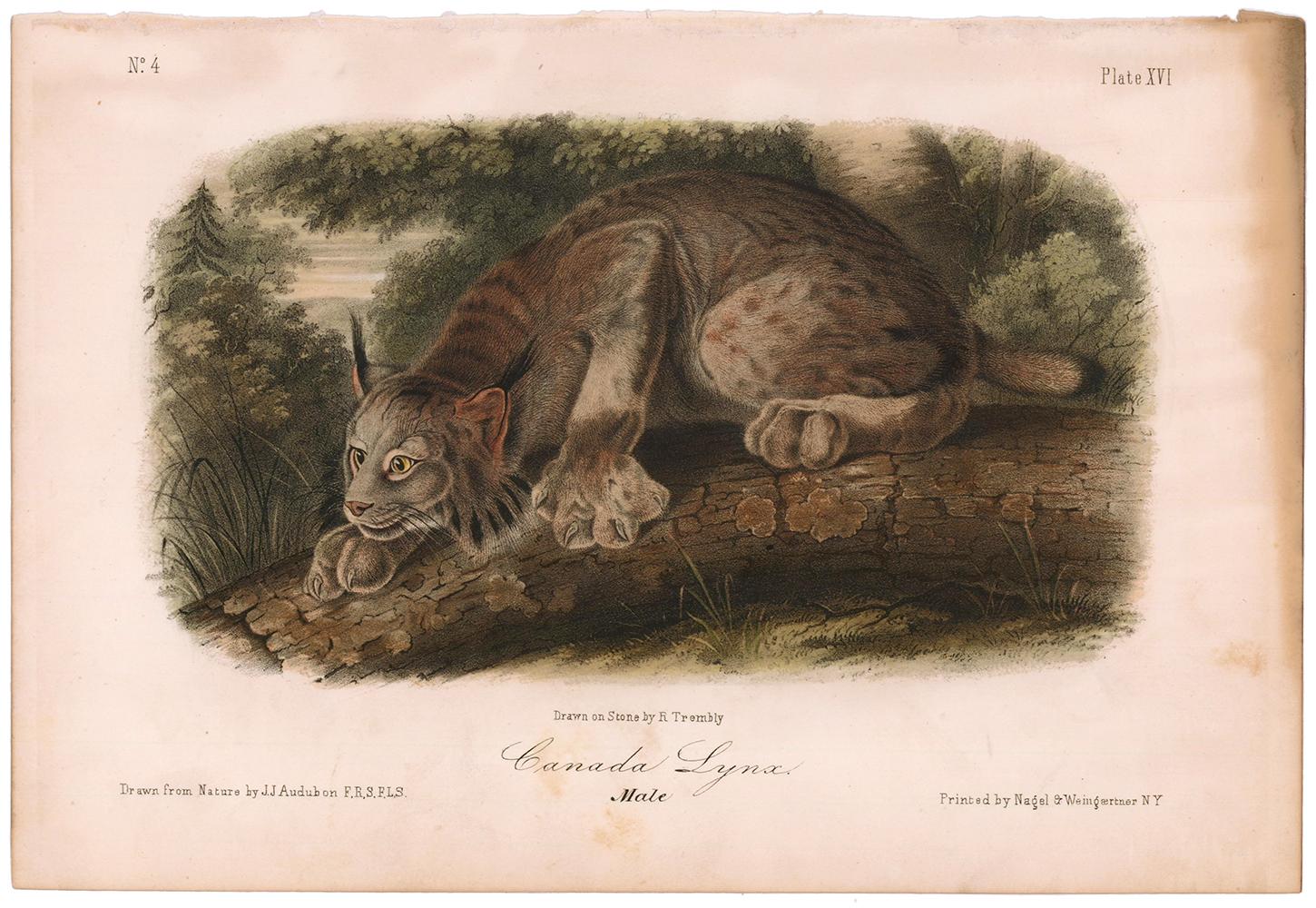 Canada Lynx  by Audubon - Print by John James Audubon