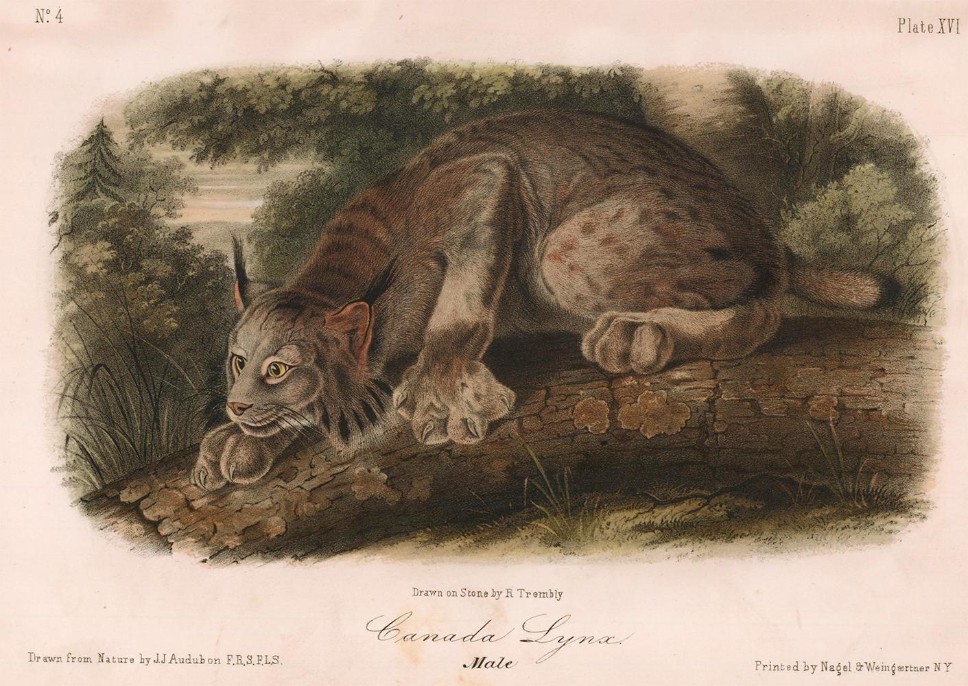 John James Audubon Animal Print - Canada Lynx  by Audubon