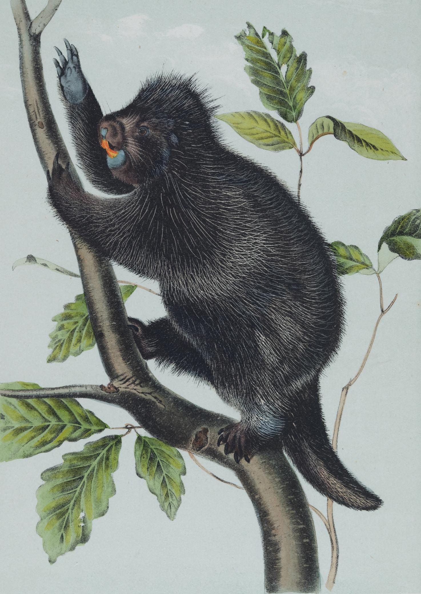 Istrice del Canada: Una litografia originale del 19° secolo colorata a mano da John J. Audubon - Print di John James Audubon