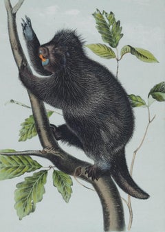 Canada Porcupine: An Original 19th C. Hand-colored Lithograph by John J. Audubon