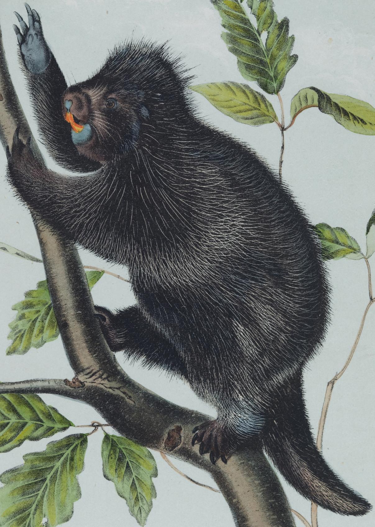 Istrice del Canada: Una litografia originale del 19° secolo colorata a mano da John J. Audubon - Print Naturalismo di John James Audubon