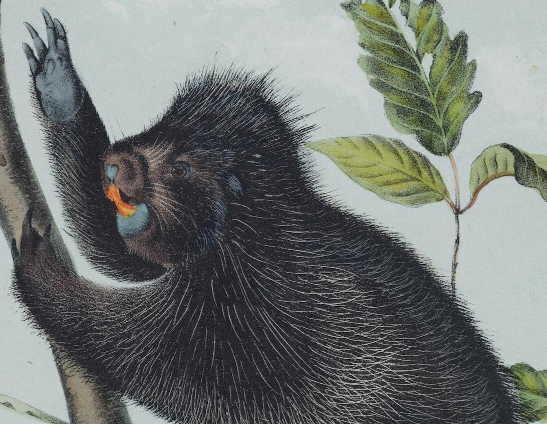 Istrice del Canada: Una litografia originale del 19° secolo colorata a mano da John J. Audubon - Animal Print Grigio di John James Audubon