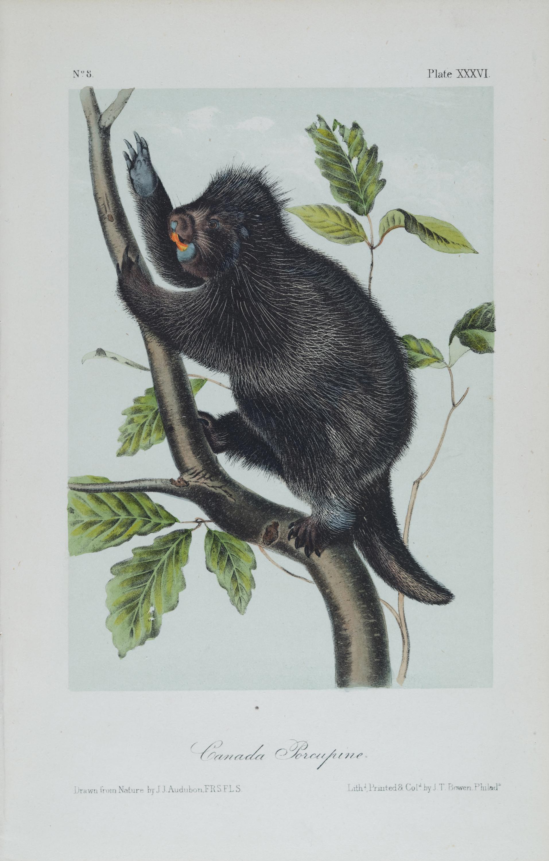 Istrice del Canada: Una litografia originale del 19° secolo colorata a mano da John J. Audubon