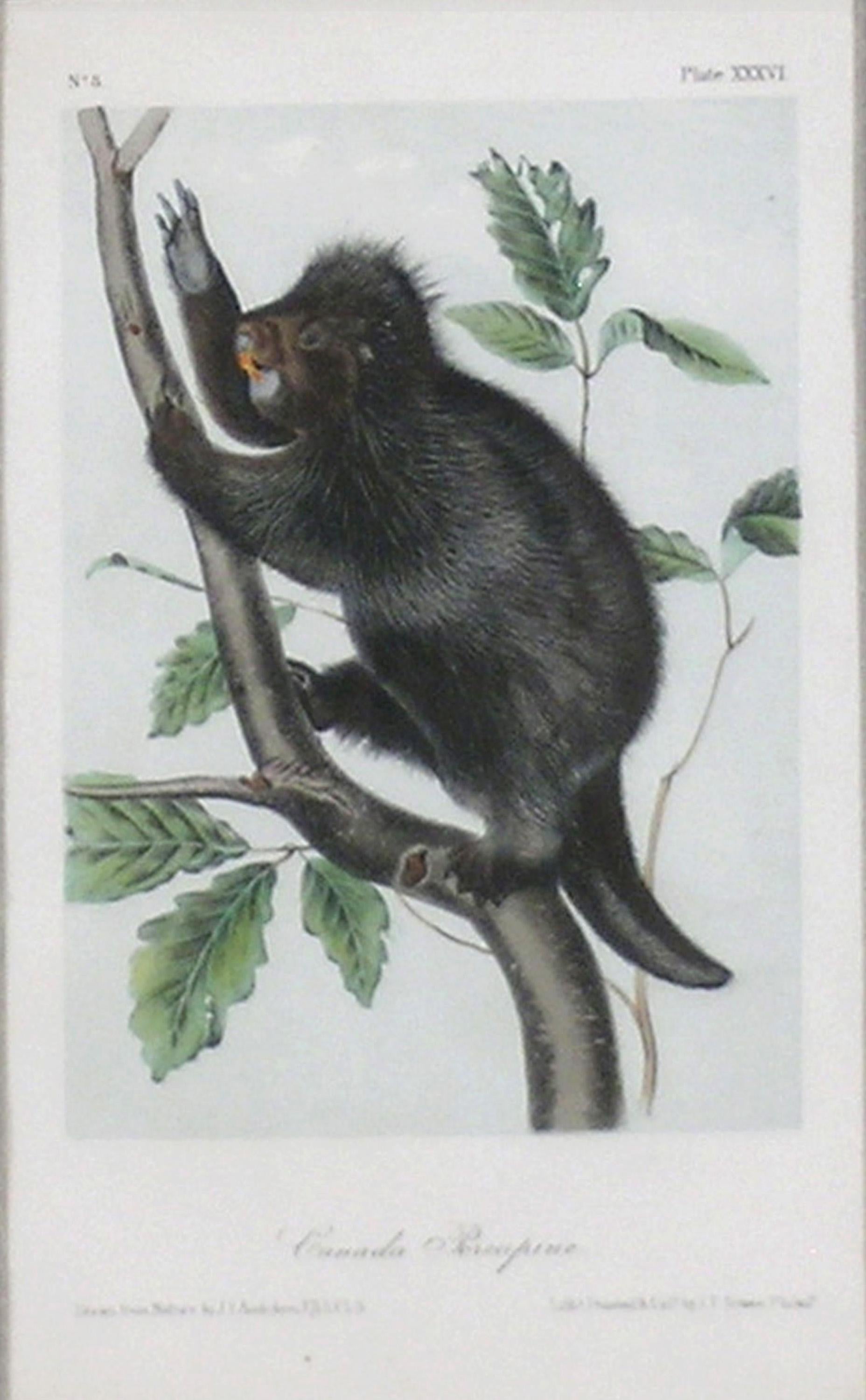 Porcupine du Canada - Académique Print par John James Audubon