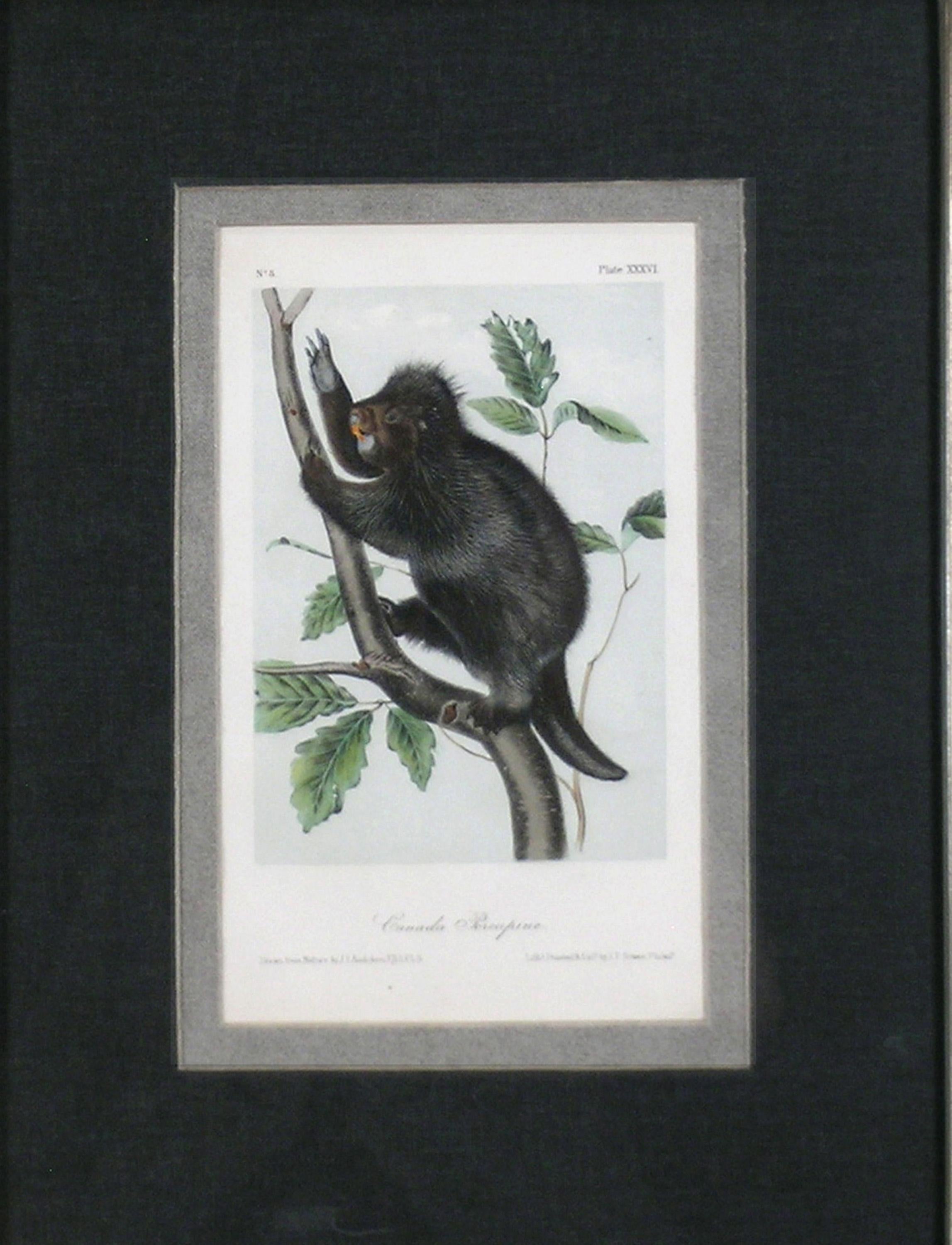 audubon prints canada