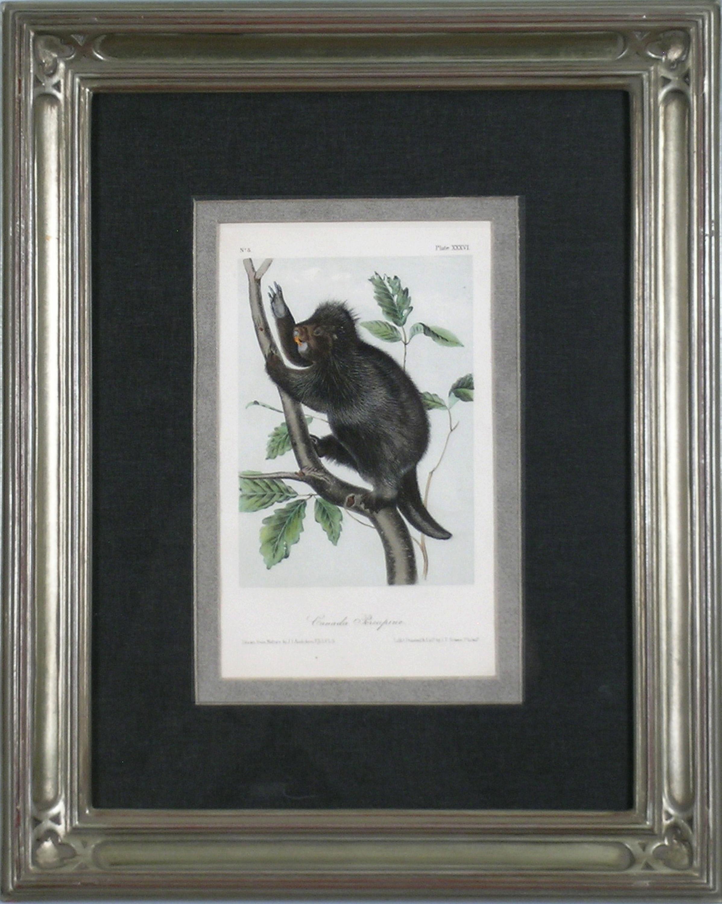 Canada Porcupine - Academic Print by John James Audubon