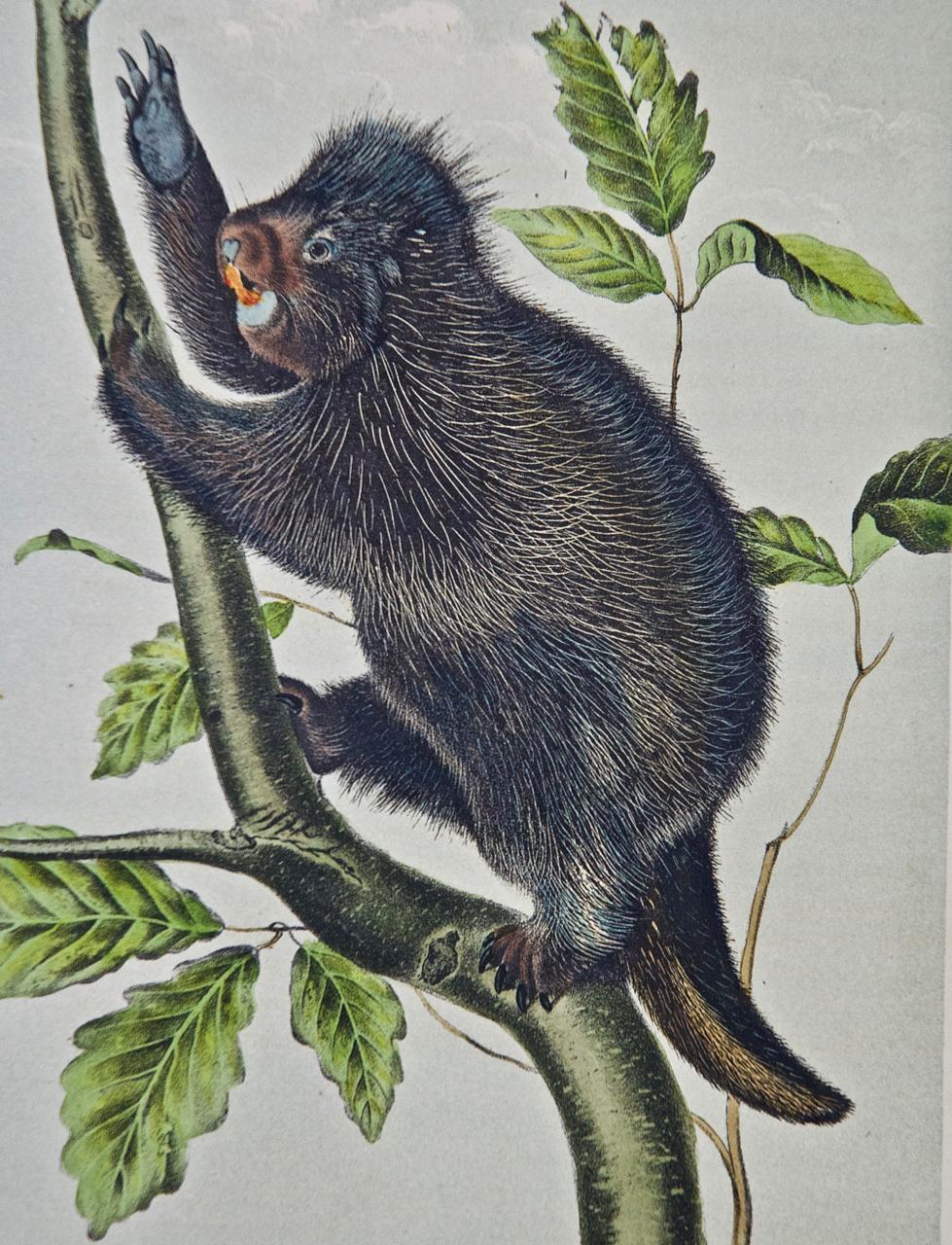 Kanadisches Stachelschwein: Original handkolorierte Lithographie von Audubon aus dem 19. – Print von John James Audubon