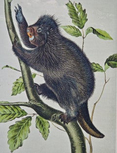Canada Porcupine: Original 19th Century Hand-colored Lithograph by Audubon