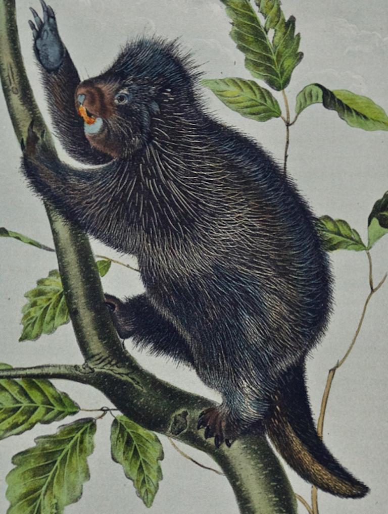 Kanadisches Stachelschwein: Original handkolorierte Lithographie von Audubon aus dem 19. (Naturalismus), Print, von John James Audubon
