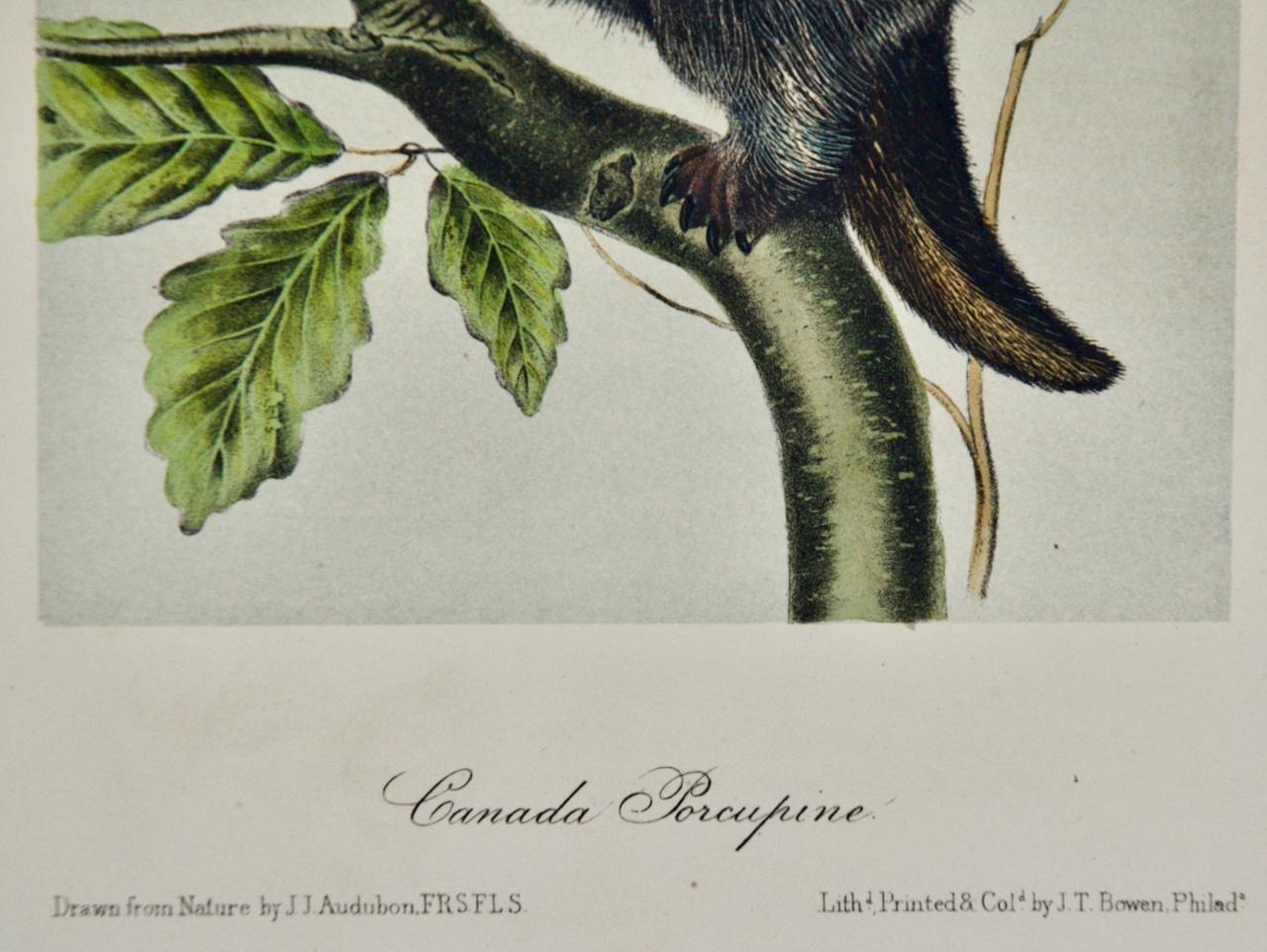 Dies ist ein Original John James Audubon handkolorierte Lithographie mit dem Titel 