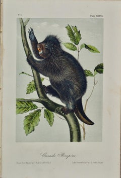 Stampe di animali in litografia