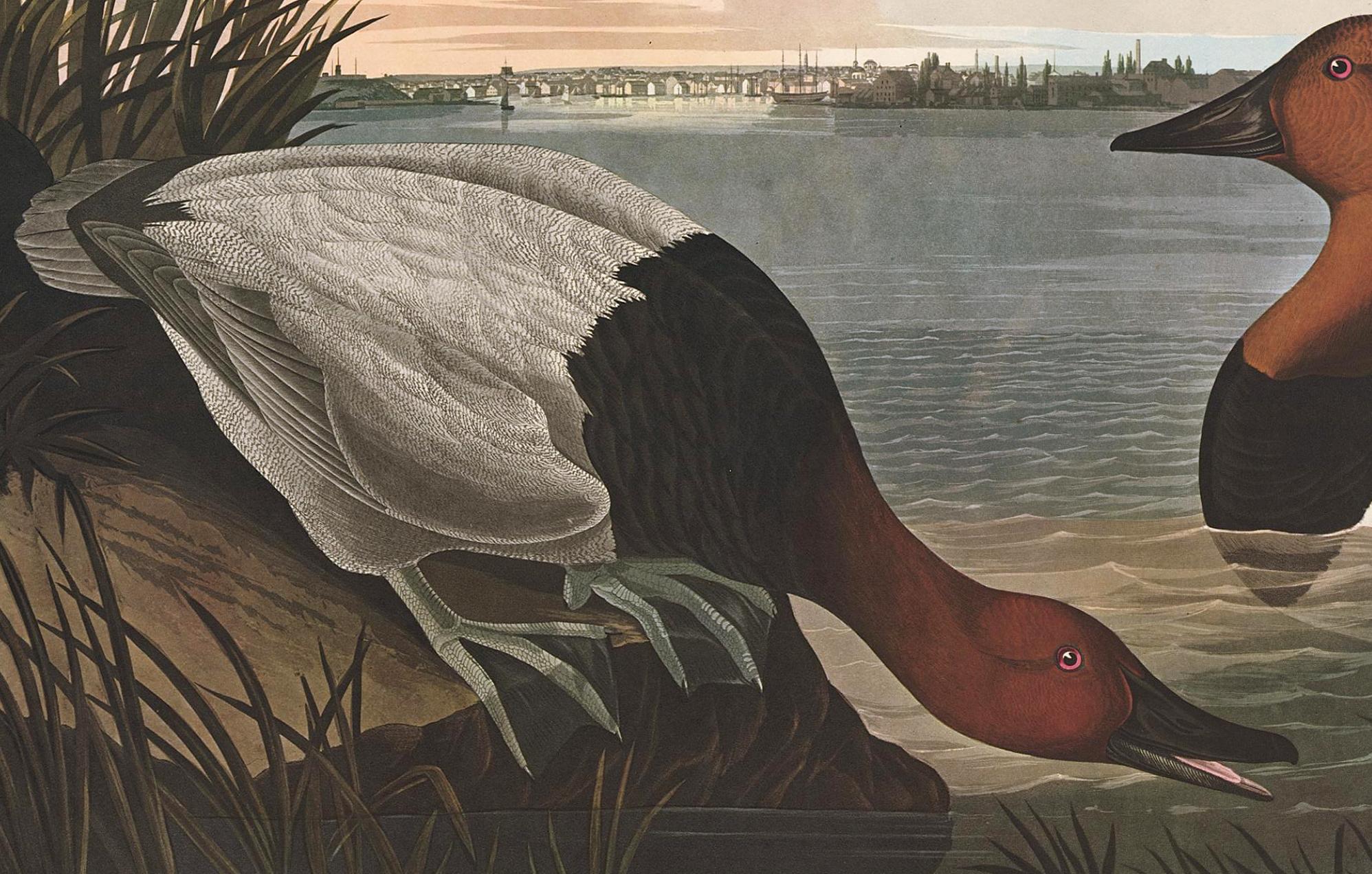Plate CCCI, Canvas Backed Duck, posthumous reproduction after John James Audubon from The Birds of America, the Amsterdam Edition, printed in Amsterdam, 1971-73. Original multicolored photo-offset print. 