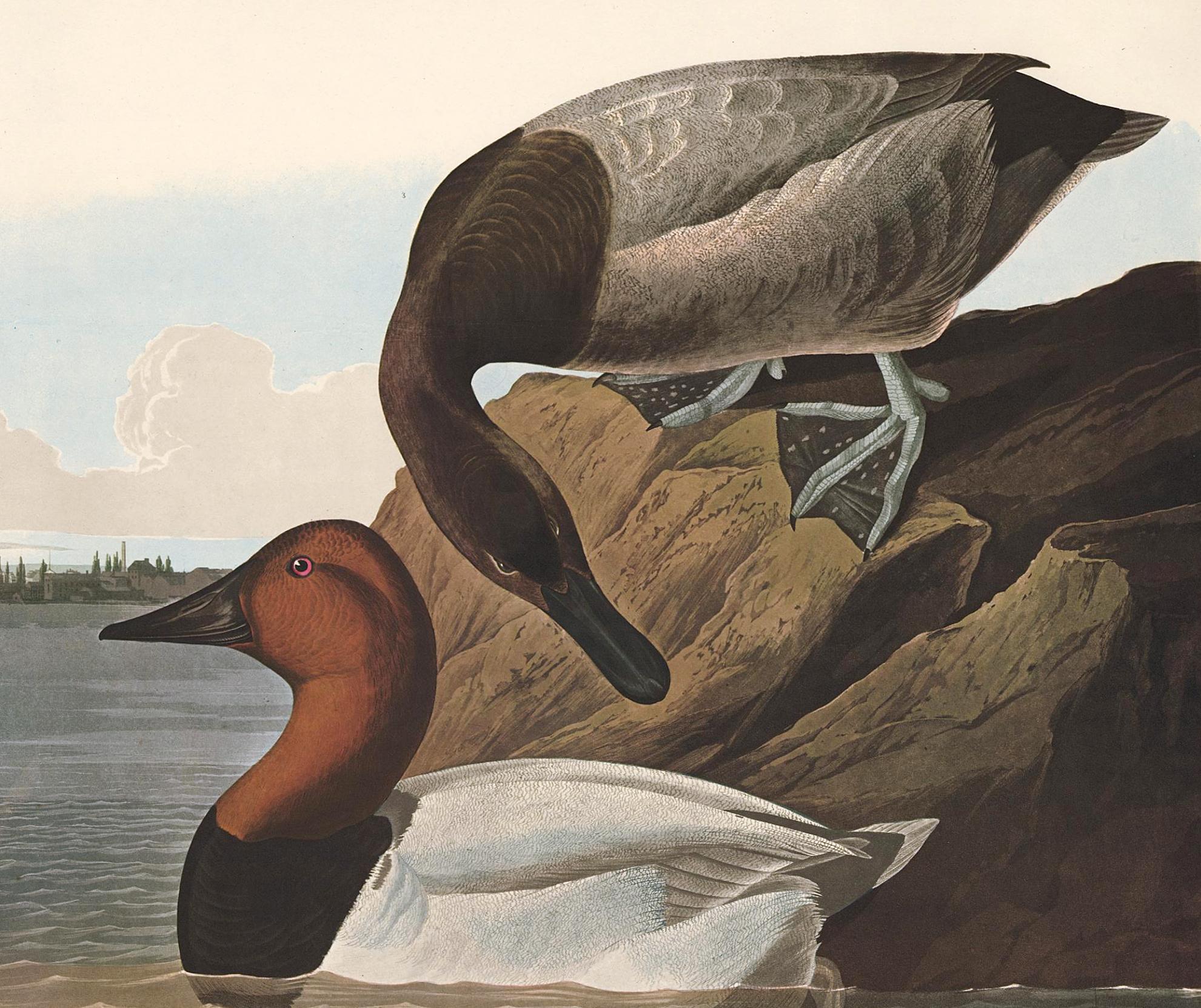 Canvas Backed Duck, after John James Audubon, Amsterdam Edition For Sale 1