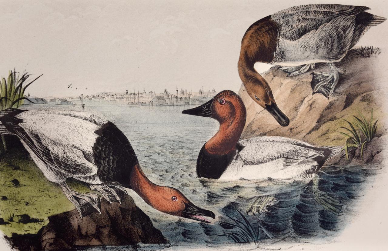 Canvass Back Duck: An Original 19th C. Audubon Hand-colored Bird Lithograph - Print by John James Audubon