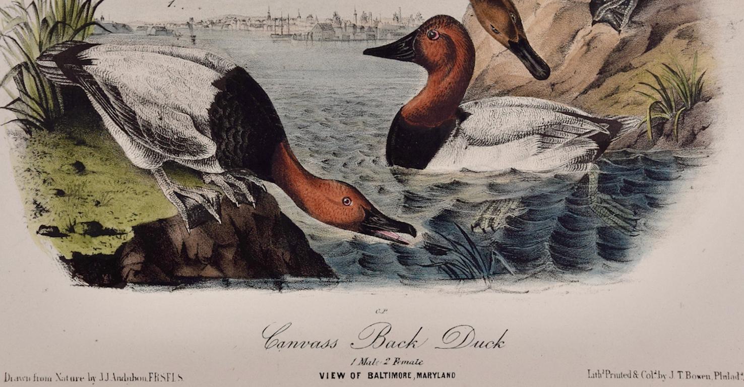 Canvass Back Duck: An Original 19th C. Audubon Hand-colored Bird Lithograph - Naturalistic Print by John James Audubon