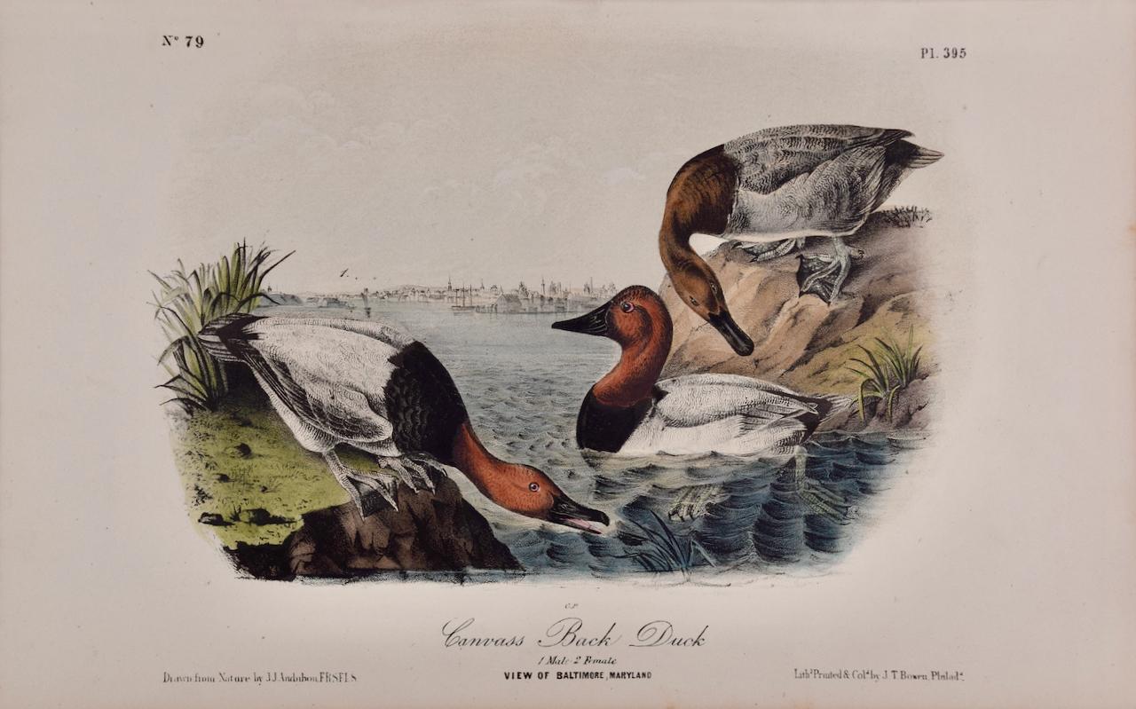 John James Audubon Landscape Print - Canvass Back Duck: An Original 19th C. Audubon Hand-colored Bird Lithograph