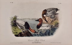Canvass Back Duck : une lithographie originale d'oiseau Audubon du 19e siècle colorée à la main