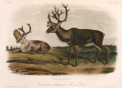 Caribou or American Rein-Deer by Audubon