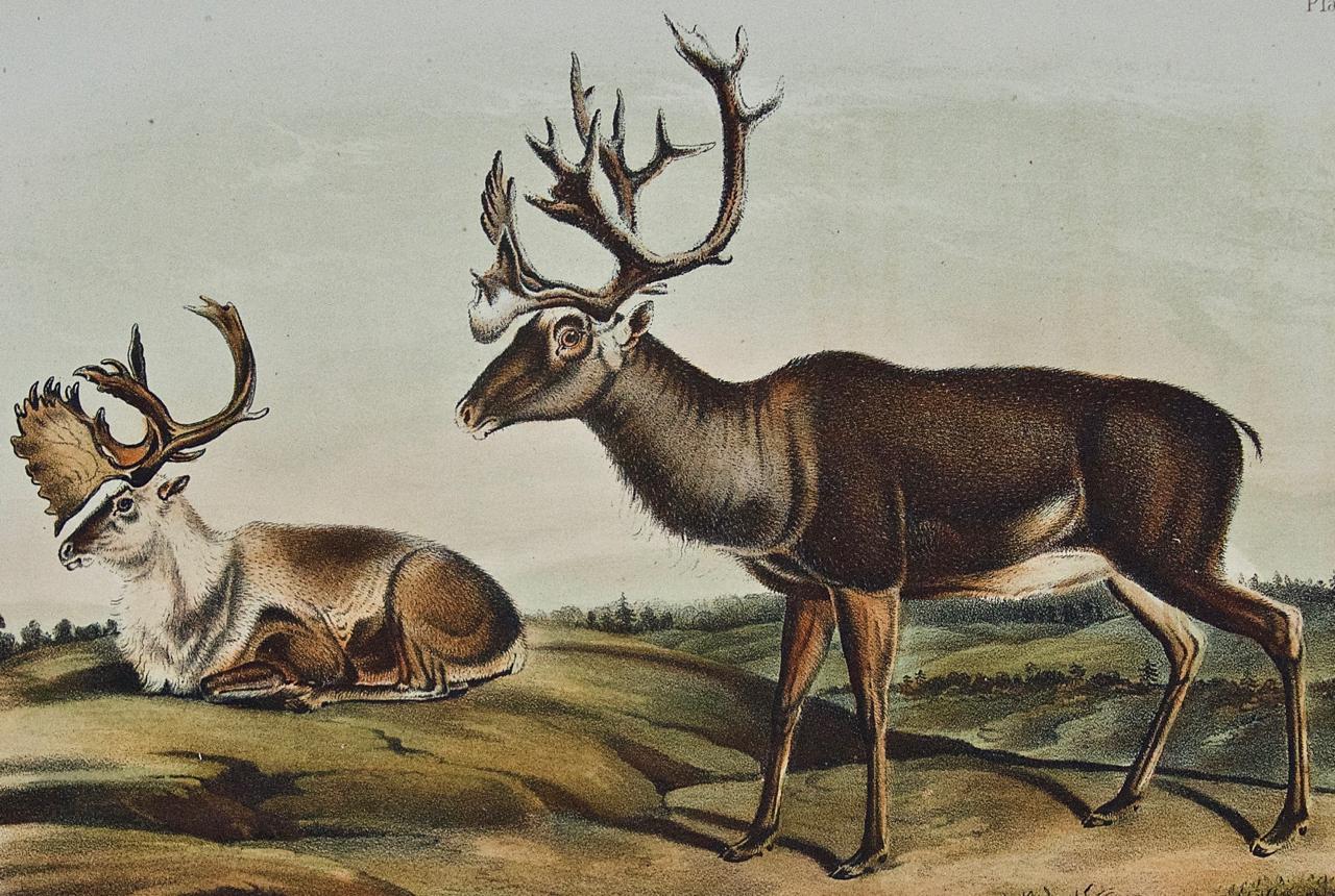 Caribou oder American Reindeer: Originale handkolorierte Lithographie von Audubon aus dem 19. Jahrhundert (Naturalismus), Print, von John James Audubon