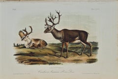 Caribou ou Américain Reindeer : Lithographie originale d'Audubon du 19e siècle colorée à la main