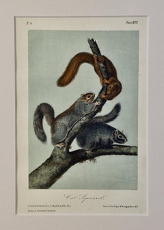 Cat Squirrel: An Original 19th Century Hand-colored Lithograph by Audubon