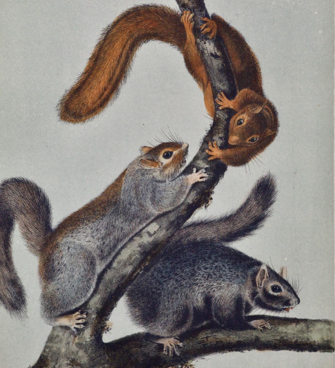 Cat Squirrel: An Original 19th Century Hand-colored Lithograph by Audubon - Naturalistic Print by John James Audubon
