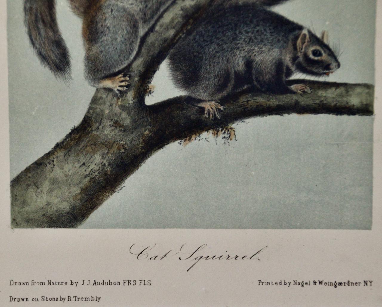 Cat Squirrel: An Original 19th Century Hand-colored Lithograph by Audubon - Gray Landscape Print by John James Audubon
