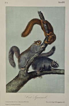 Cat Squirrel: An Original 19th Century Hand-colored Lithograph by Audubon