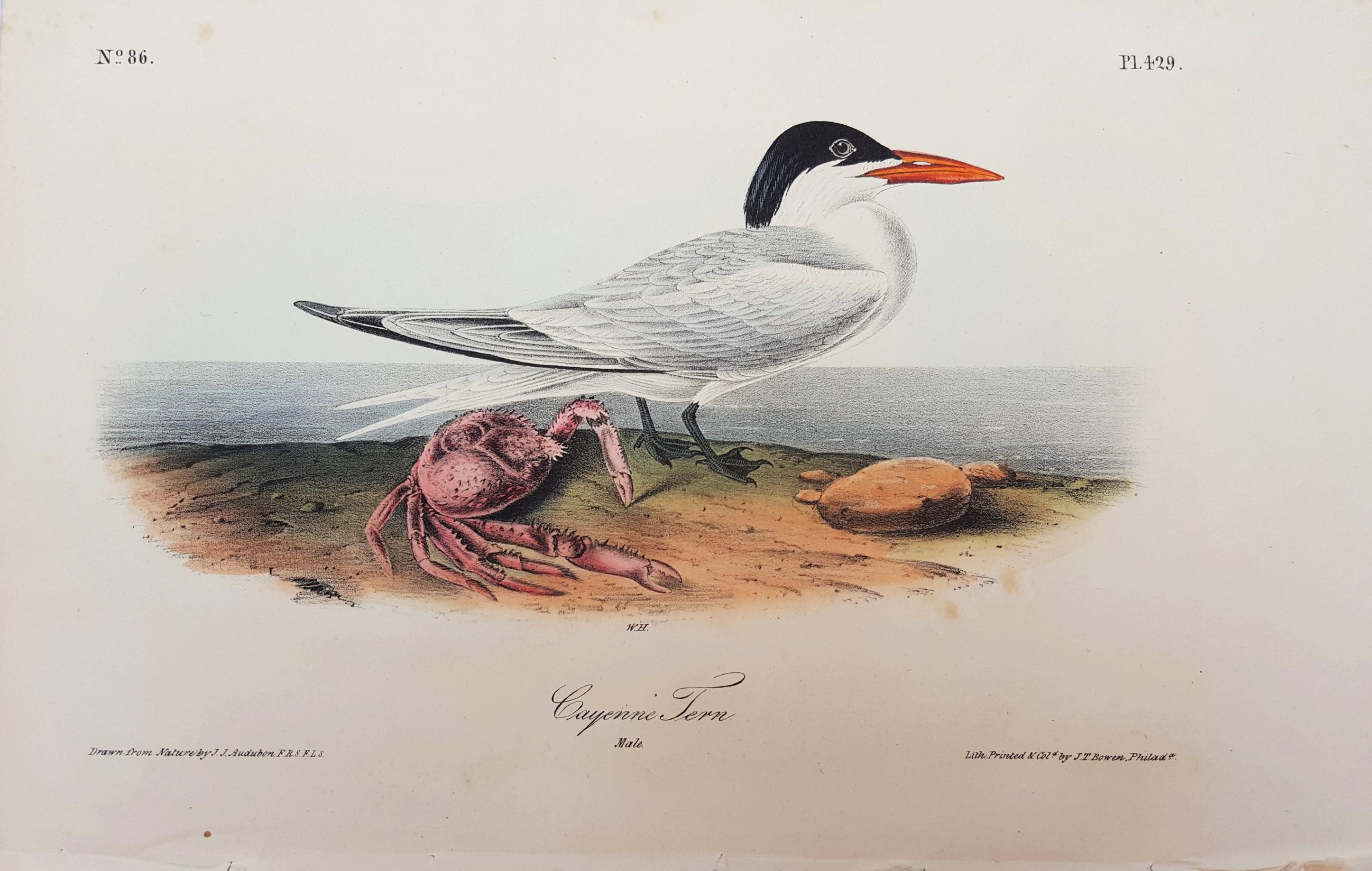 Cayenne Tern - Print by John James Audubon