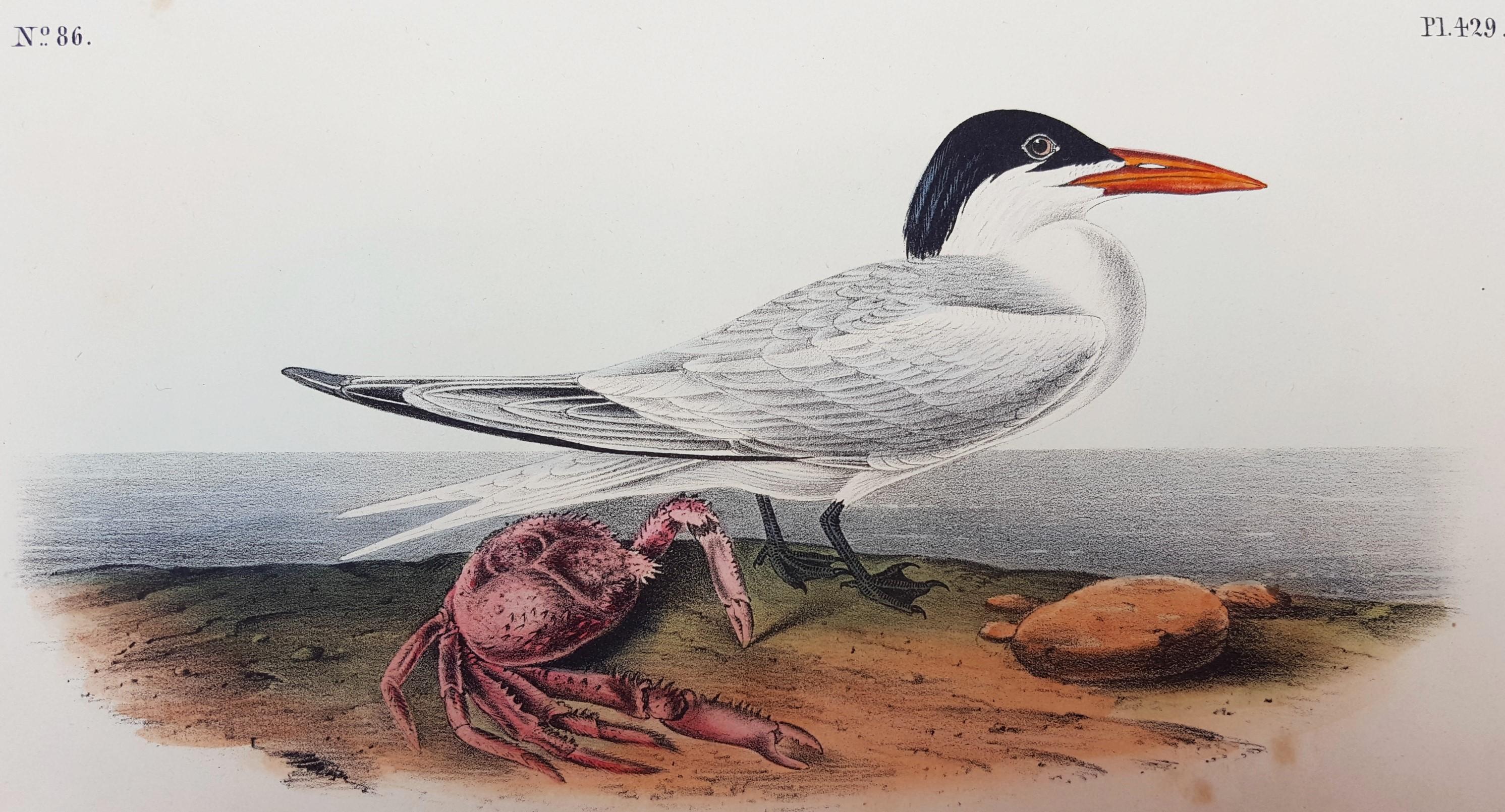 John James Audubon Animal Print - Cayenne Tern