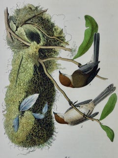 Chesnut Titmous Bird: A First Octavo Edition Audubon Hand-colored Lithograph