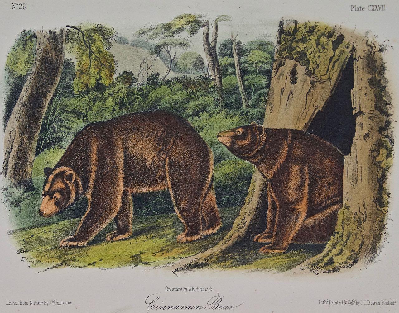 Cinnamonbär: Eine handkolorierte Originallithographie von Audubon aus dem 19. Jahrhundert – Print von John James Audubon