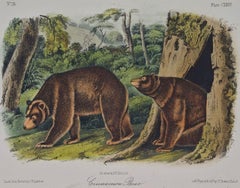 Cinnamon Bear: An Original 19th Century Audubon Hand-colored Lithograph