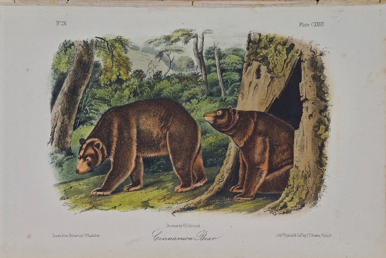 John James Audubon Landscape Print – Cinnamonbär: Eine handkolorierte Originallithographie von Audubon aus dem 19. Jahrhundert