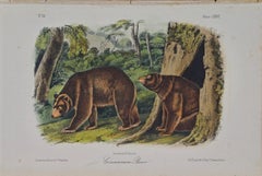 Cinnamon Bear: An Original 19th Century Audubon Hand-colored Lithograph