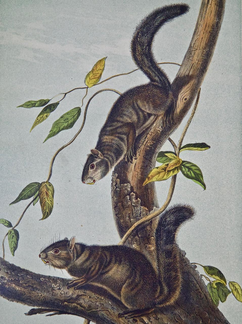 Collies Squirrel: An Original 19th Century Hand-colored Lithograph by Audubon - Print by John James Audubon
