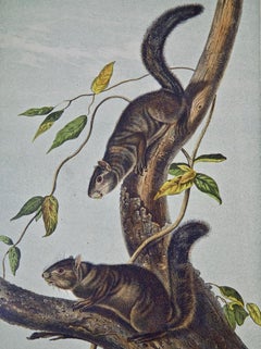 Collies Squirrel: An Original 19th Century Hand-colored Lithograph by Audubon