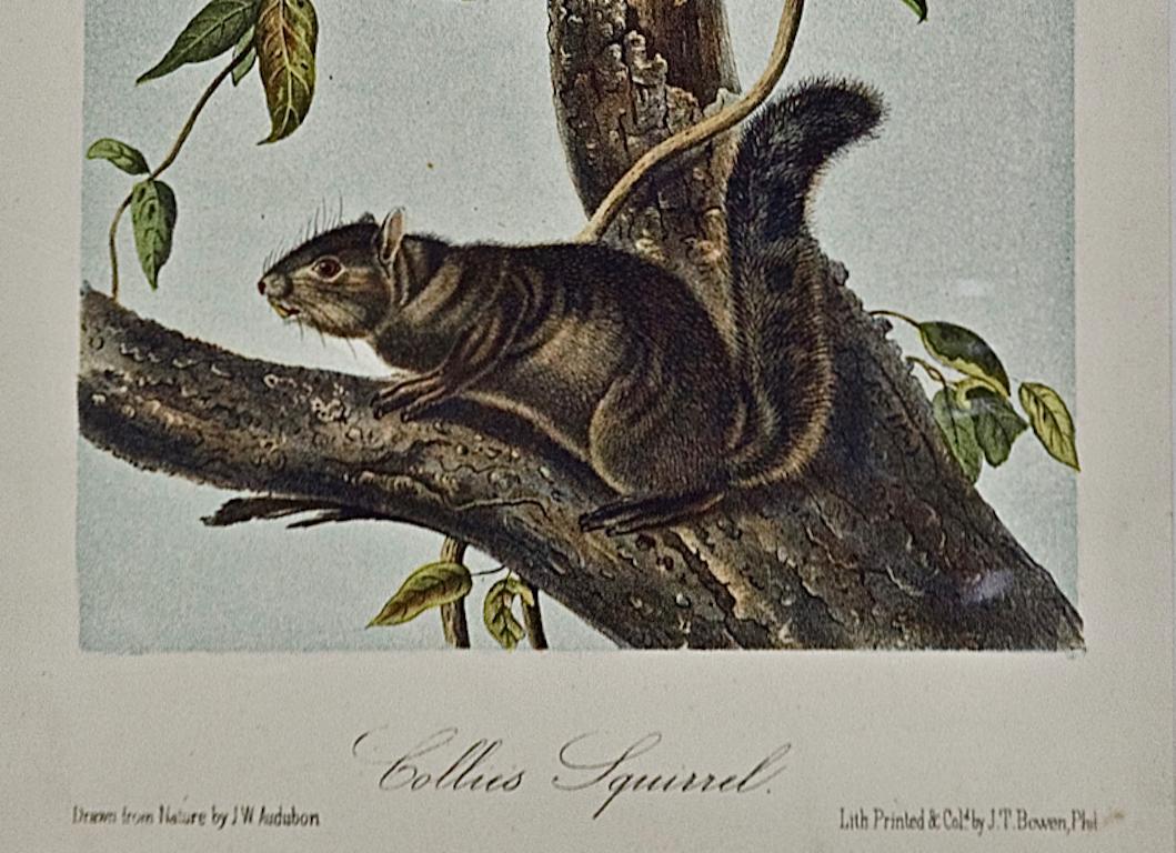 Collies Squirrel: An Original 19th Century Hand-colored Lithograph by Audubon - Naturalistic Print by John James Audubon