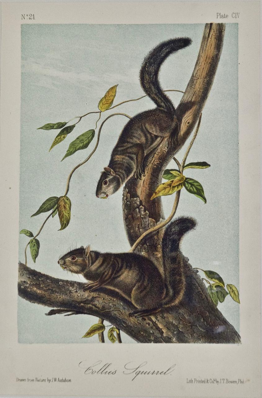 Collies Eichhörnchen: Eine handkolorierte Originallithographie des 19. Jahrhunderts von Audubon