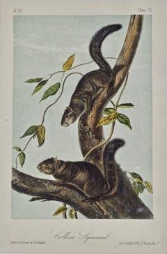 Collies Squirrel: An Original 19th Century Hand-colored Lithograph by Audubon
