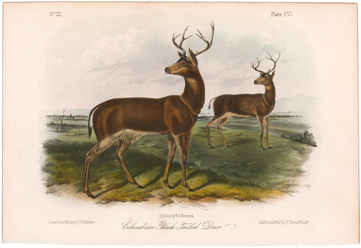 Columbian Black-Tailed Deer by Audubon - Print by John James Audubon