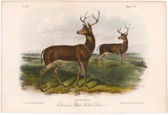 Columbian Black-Tailed Deer by Audubon