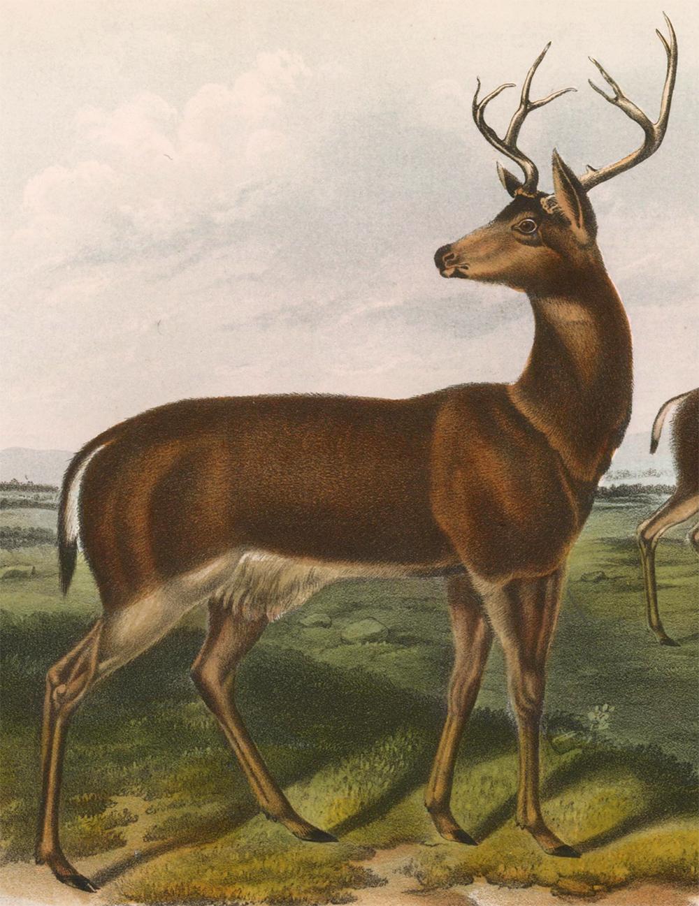 Columbian Black-Tailed Deer by Audubon - Beige Animal Print by John James Audubon