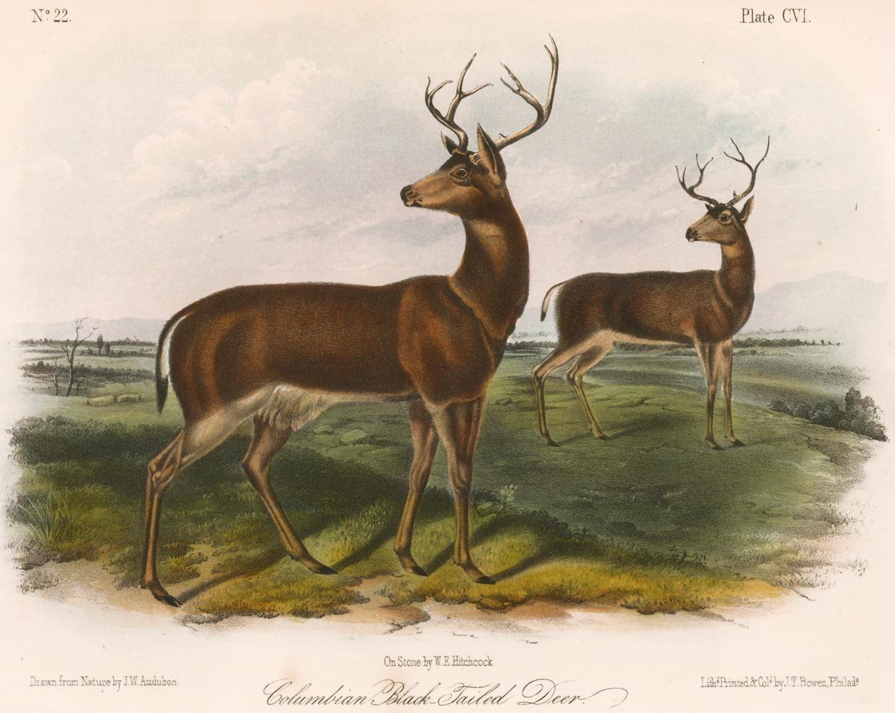 John James Audubon Animal Print - Columbian Black-Tailed Deer by Audubon