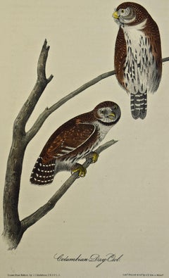 Columbian Day-Owl: an Original 1st Edition Hand Colored Audubon Bird Lithograph