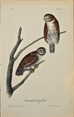 Columbian Day-Owl: an Original 1st Edition Hand Colored Audubon Bird Lithograph
