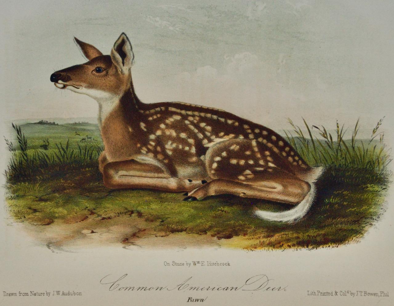 Common American Deer: An Original Audubon 19th Century Hand-colored Lithograph - Print by John James Audubon