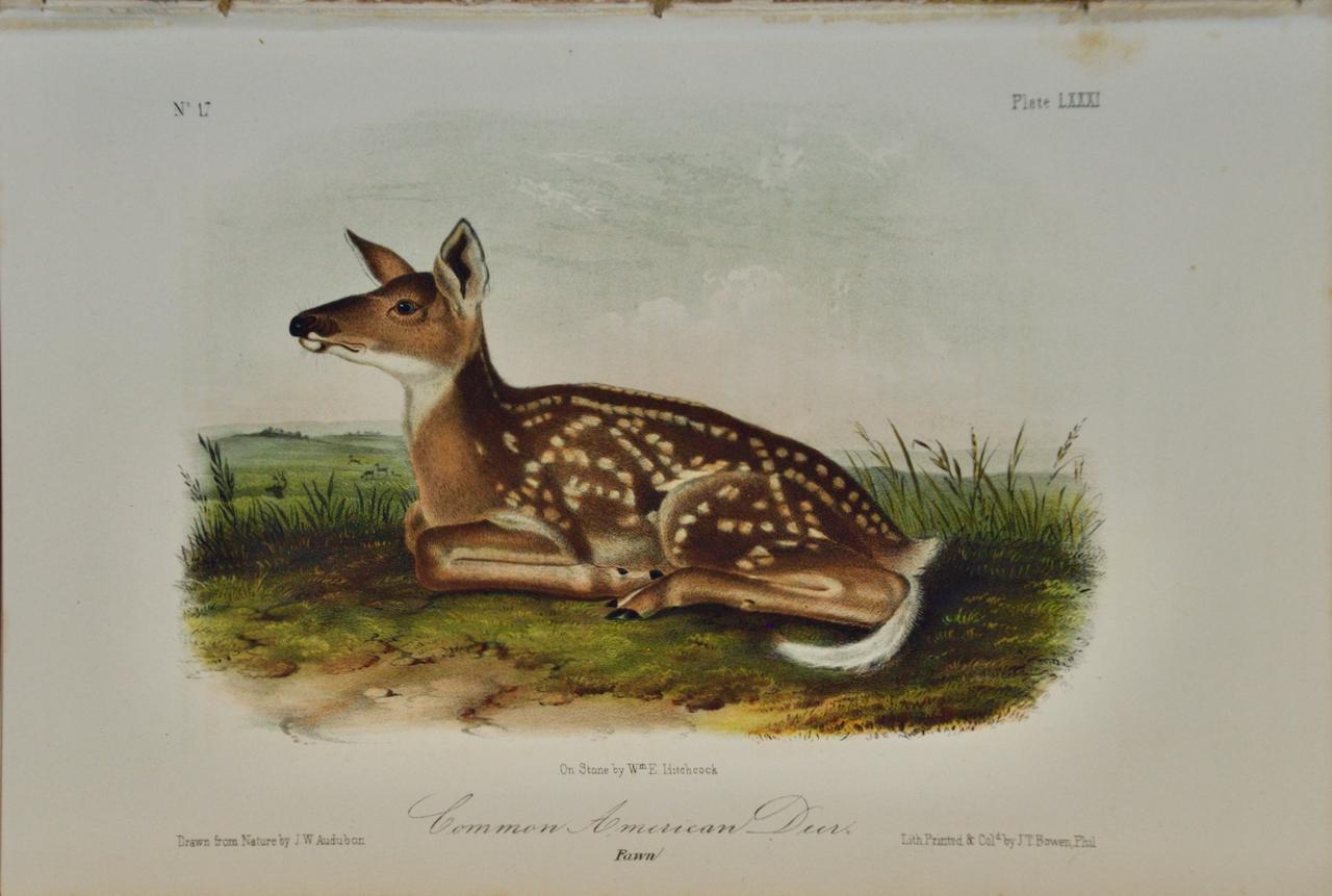 John James Audubon Animal Print - Common American Deer: An Original Audubon 19th Century Hand-colored Lithograph